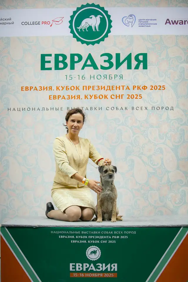 Бордер терьер щенки, фотография 2