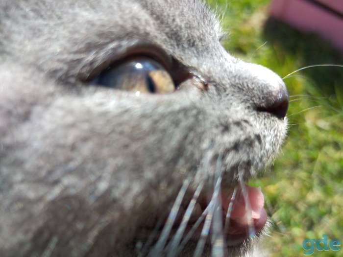 Шотландские котята, фотография 6