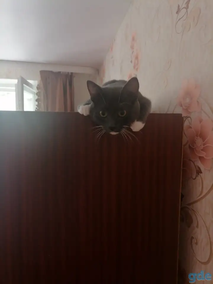 Котик в добрые руки, фотография 4