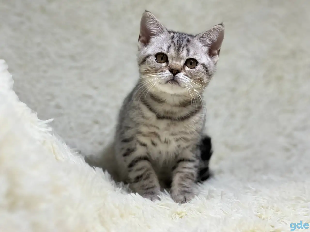 Котенок шотландский прямоухий, кот, окрас SFS 71 ns24, серебро, фотография 2
