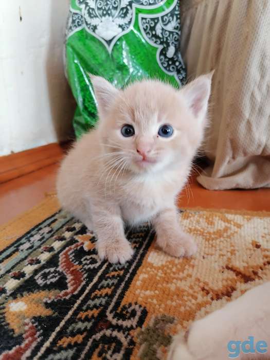 Котята, фотография 1