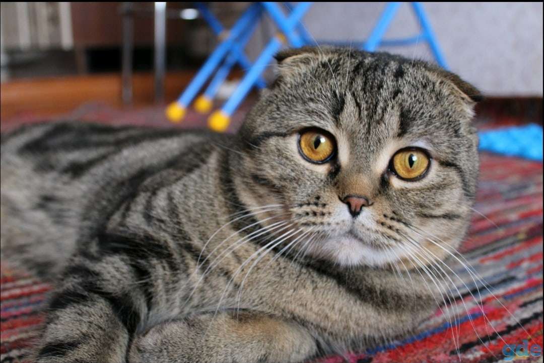 Шотландские котята, фотография 6