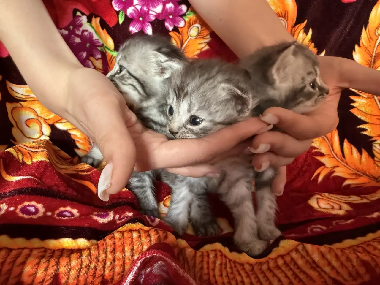 Очаровательные котята ищут дом, фотография 2