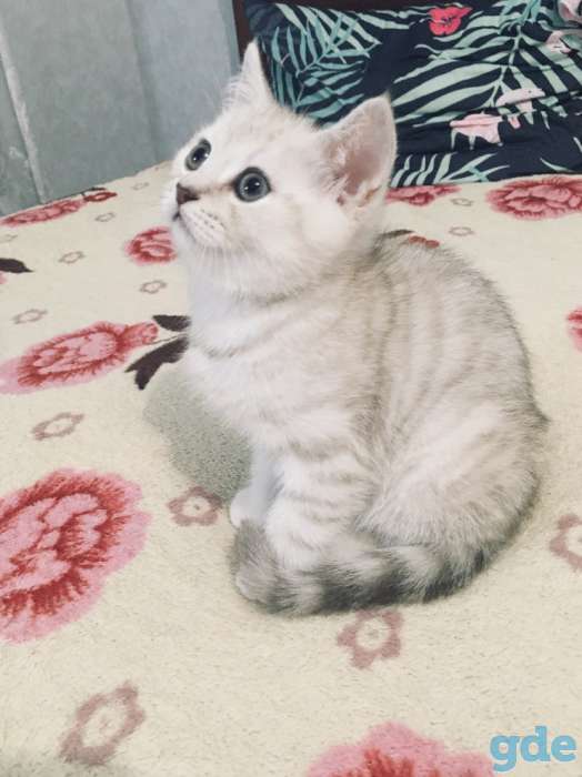 Котята, фотография 3