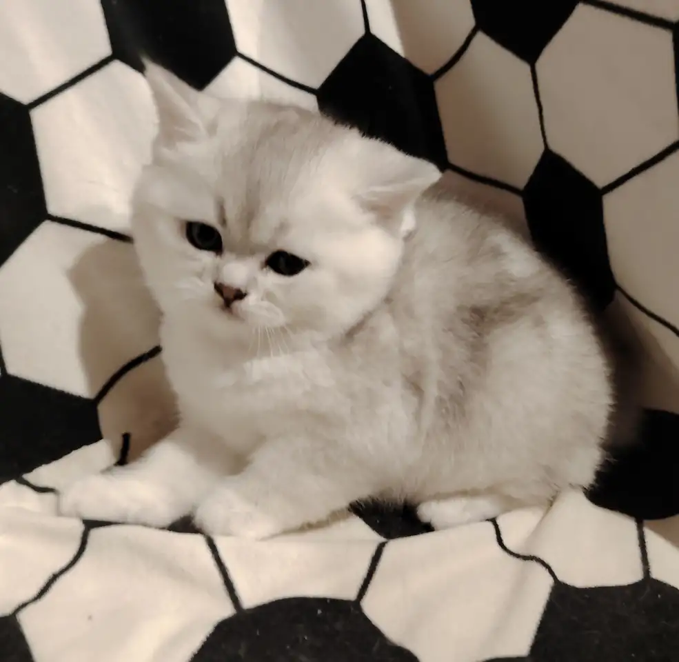 Шотландский котенок, кот., фотография 1