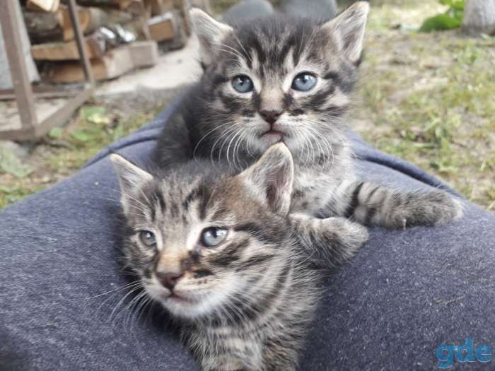 Котята в заботливые руки, фотография 5