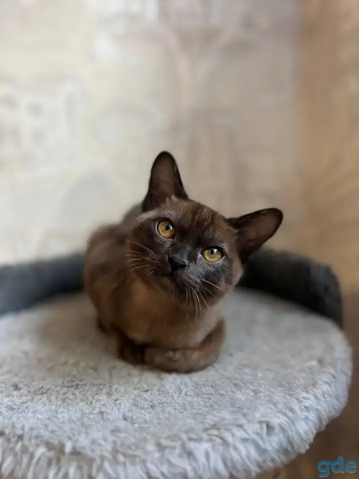 Котята европейской бурмы, фотография 6