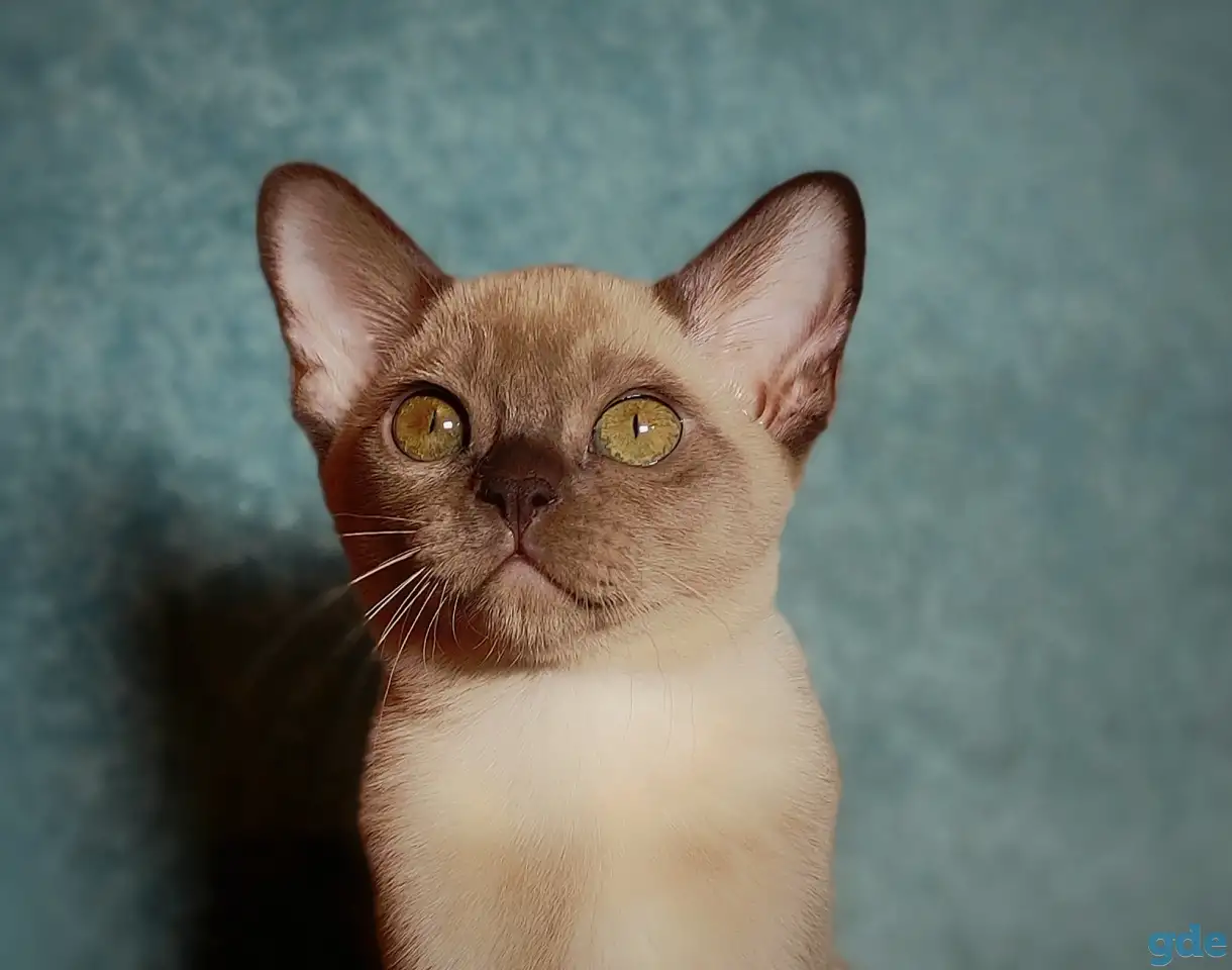 Котята европейской бурмы, фотография 9