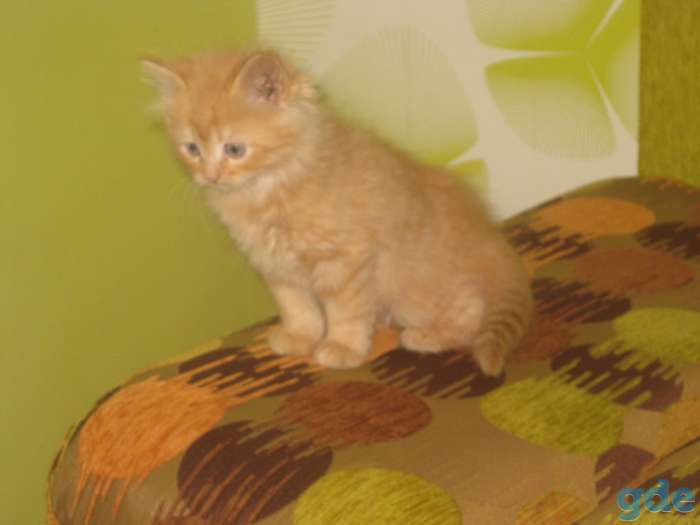 Отдам котят, фотография 1
