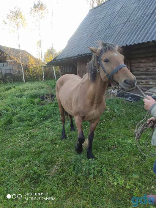 Продам кобылу, фотография 2