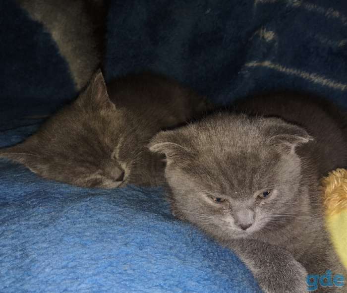 Продам британских котят, фотография 2