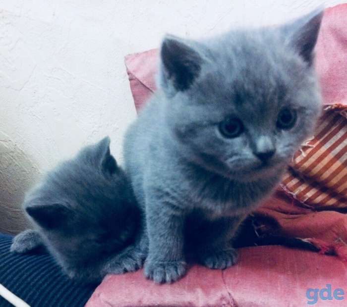 Британский котёнок, фотография 1