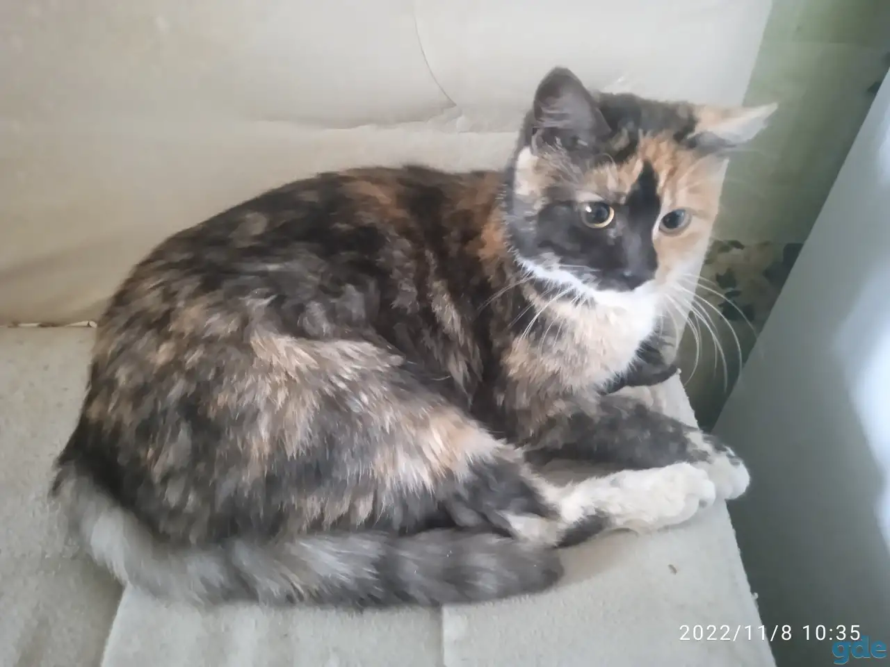 Найдена кошка, фотография 2
