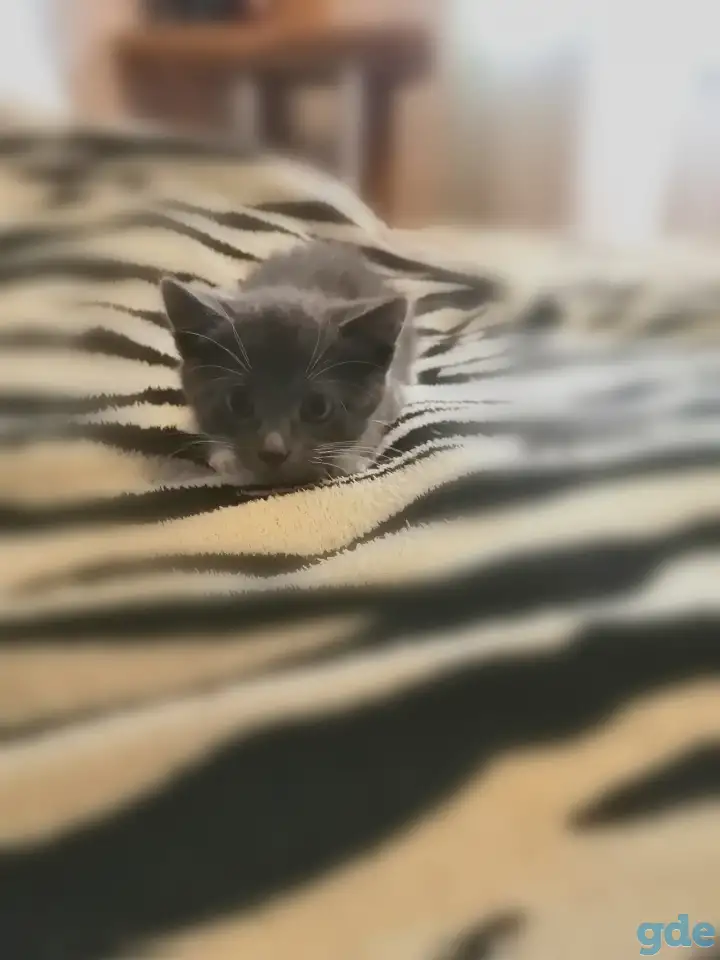 Отдам котёнка в добрые руки, фотография 3