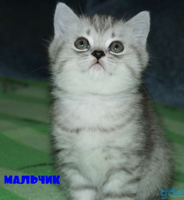 Шотландские котята, фотография 2