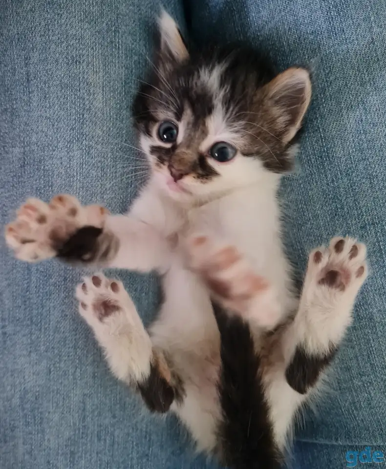 Котята ищут дом, фотография 1