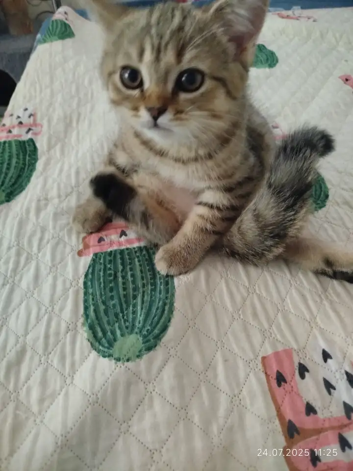 Шотландские котята, фотография 11
