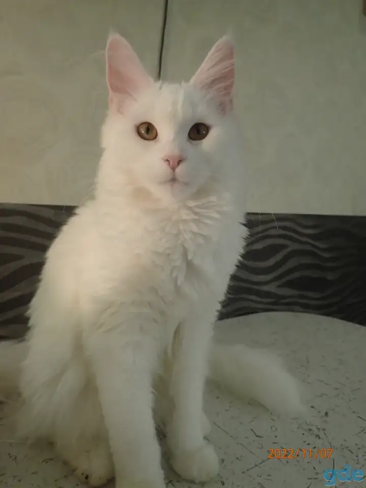 Мейн Кун, фотография 3
