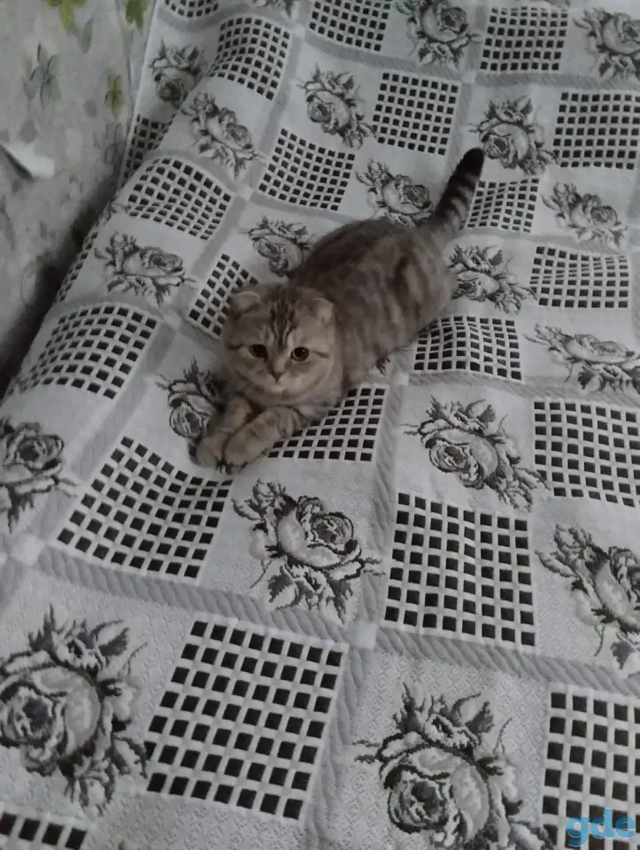 Шотландская вислоухая кошка, фотография 1
