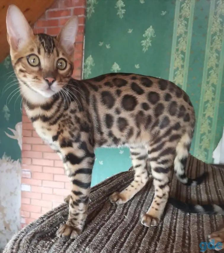 Продам бенгальского котика, фотография 5