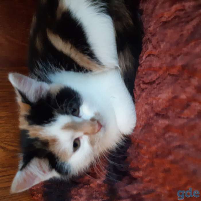 котята в добвые руки, фотография 1