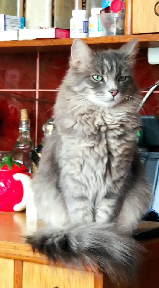 Эффектный котище Серый, кастрирован, фотография 1