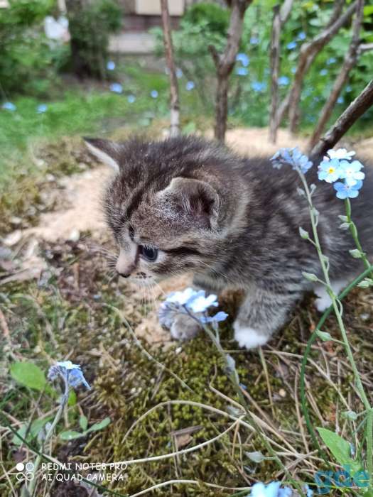 Котята ищут дом и любящих хозяев, фотография 4