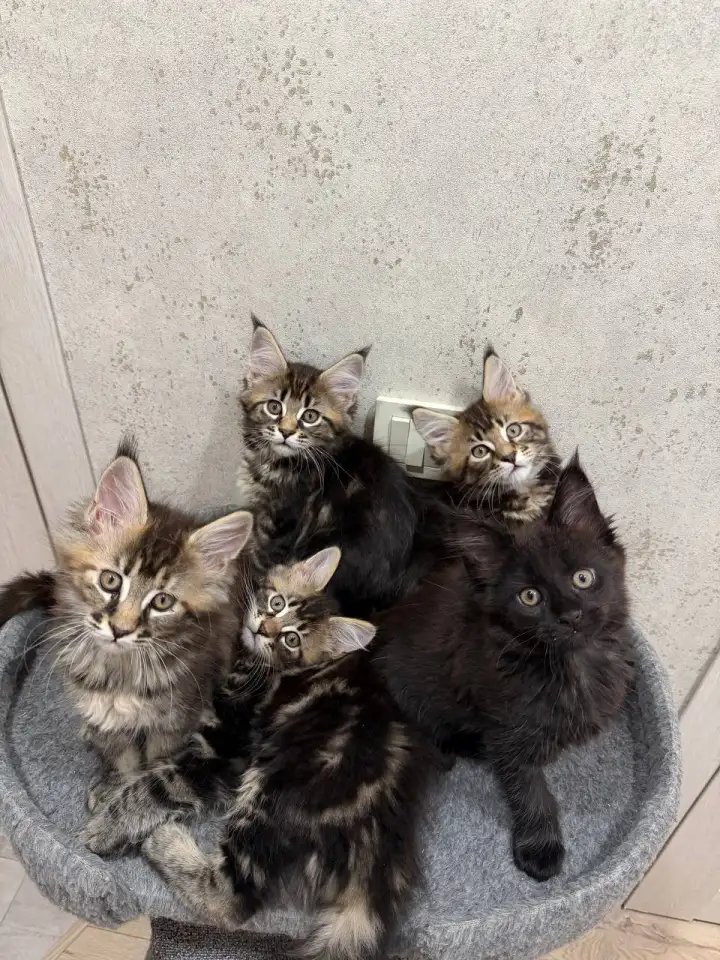 Котята породы Мейн-кун, фотография 3