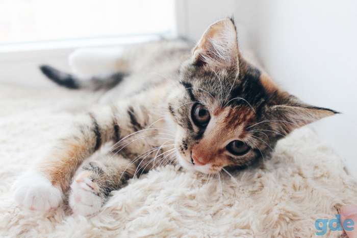 Котята ищут дом, фотография 7