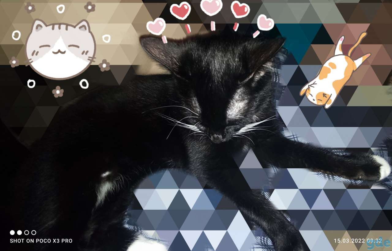 Котик, фотография 5