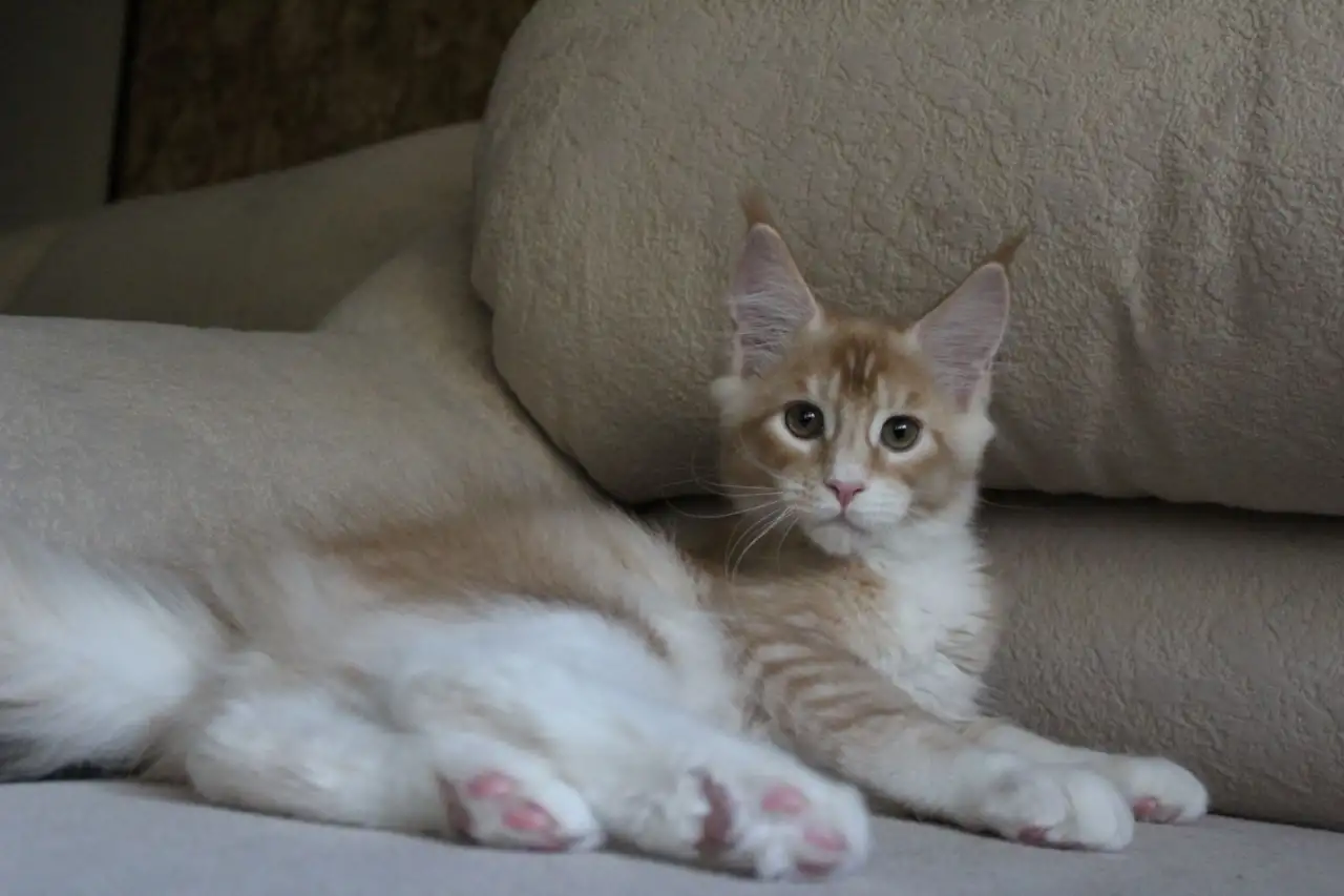 Шикарный котик Мейн-кун!, фотография 2