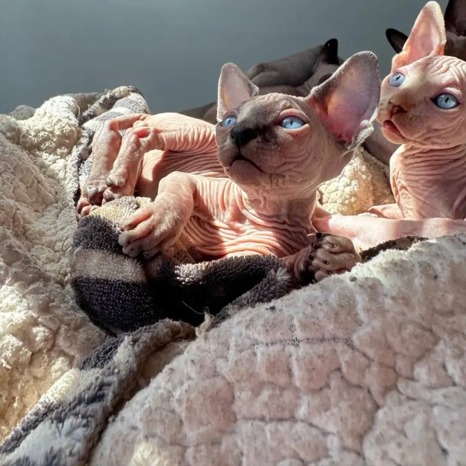 Котята канадского сфинкса, фотография 3
