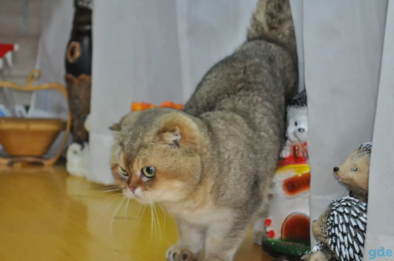 шотландский кот и кошка, фотография 2
