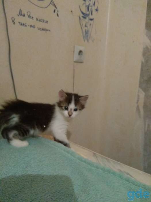 Котята ищут своего хозяина, фотография 5