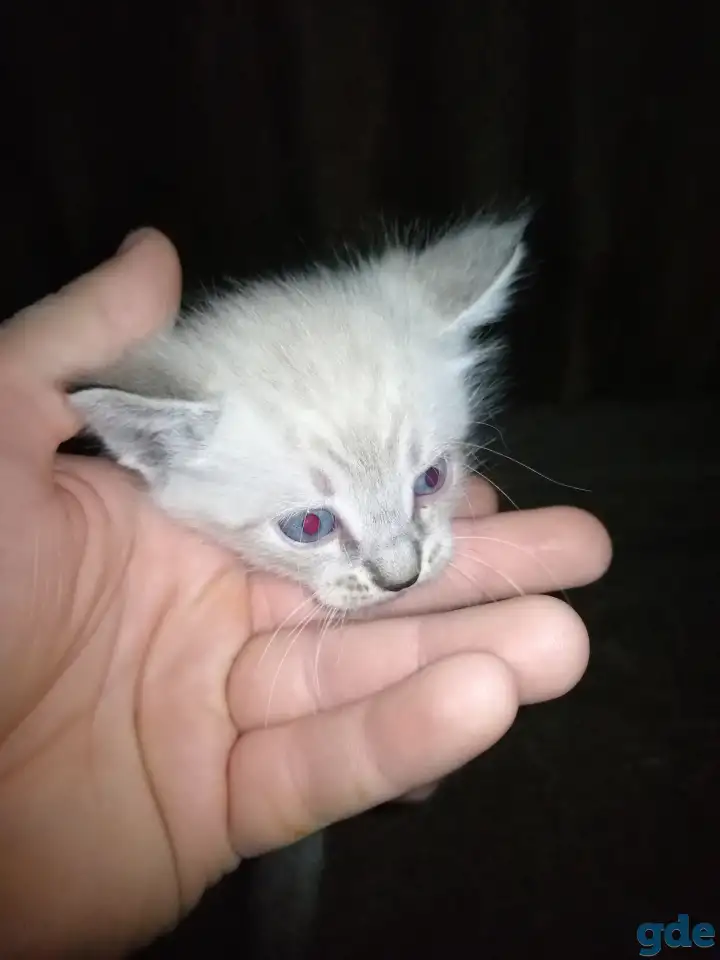 Котята в добрые руки, фотография 1
