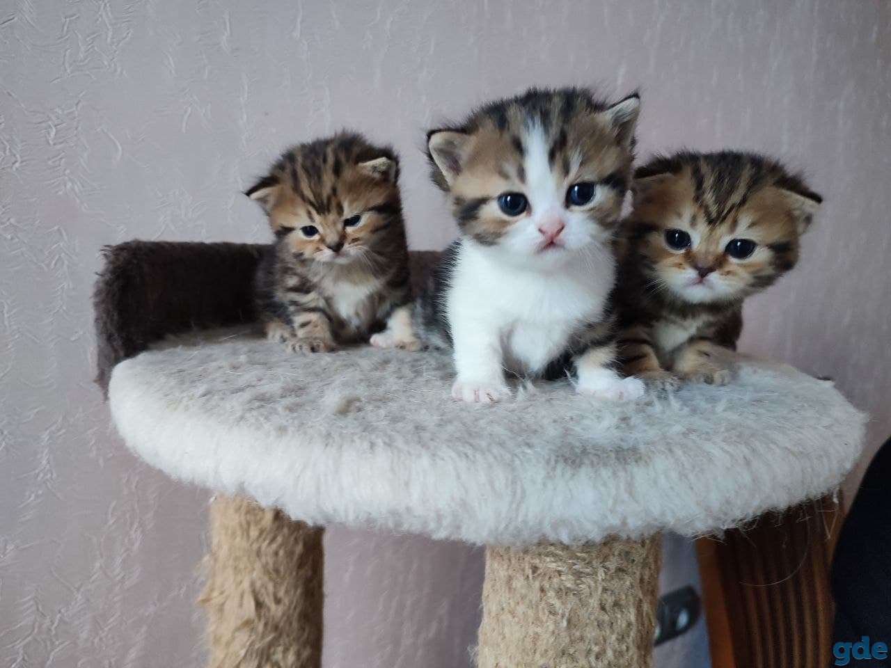 Котята шотландские, фотография 5