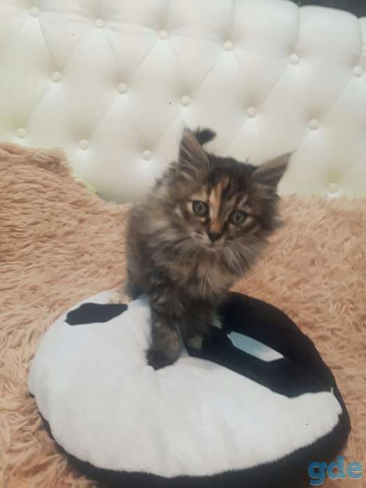 маленький котенок ищет дом, фотография 1