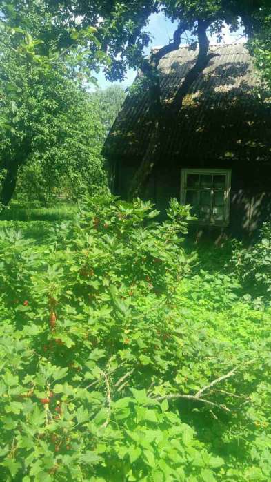 Продажа участка 90 соток под Барановичами, фотография 9