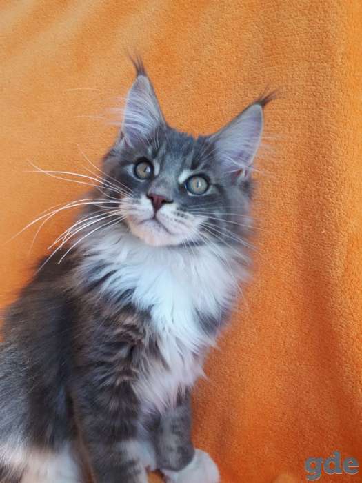Еще совсем котёнок  , 3,5 мес., фотография 9