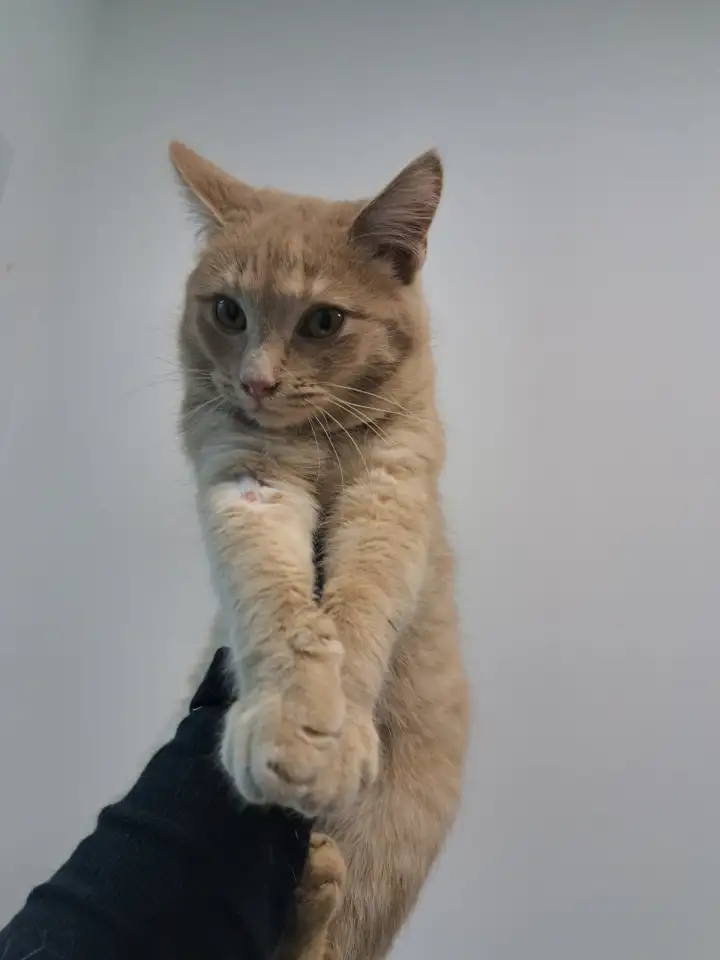 Кот ВАСИЛИО ищет дом, фотография 1