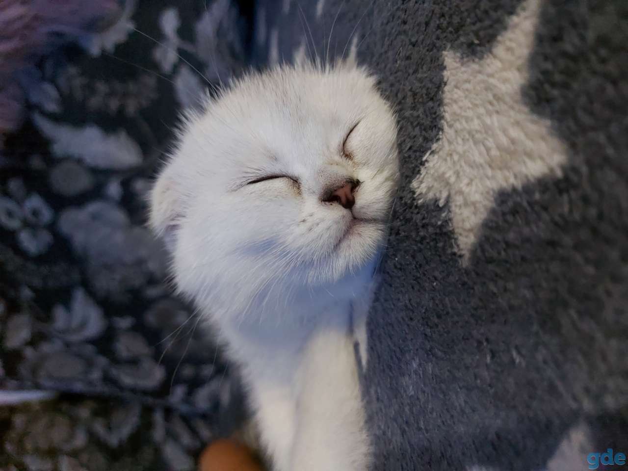 Котята, фотография 3