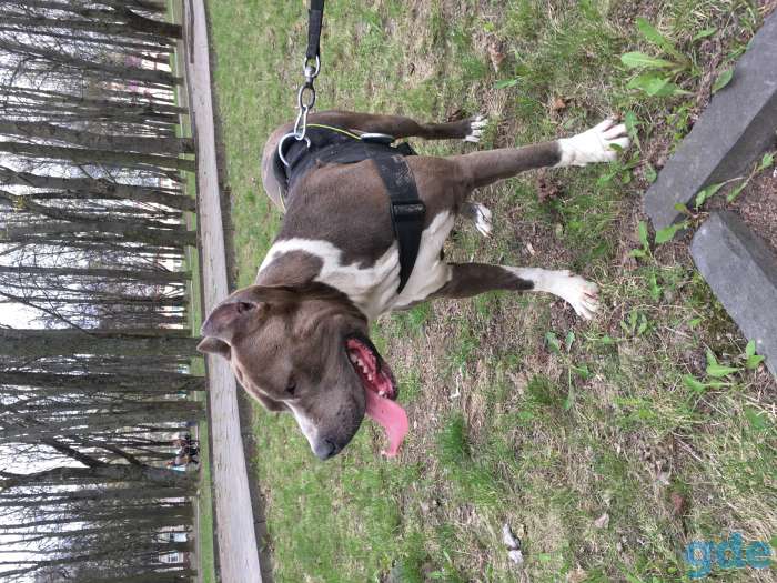 Щенок, фотография 3
