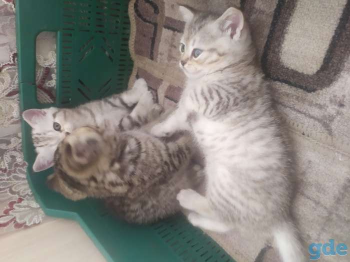 Британские котята, фотография 3