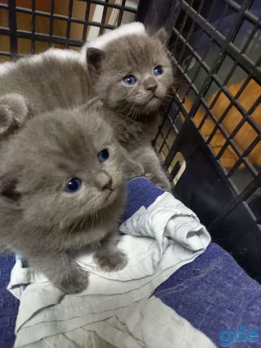 Котята ищут своих любимых хозяевов, фотография 3