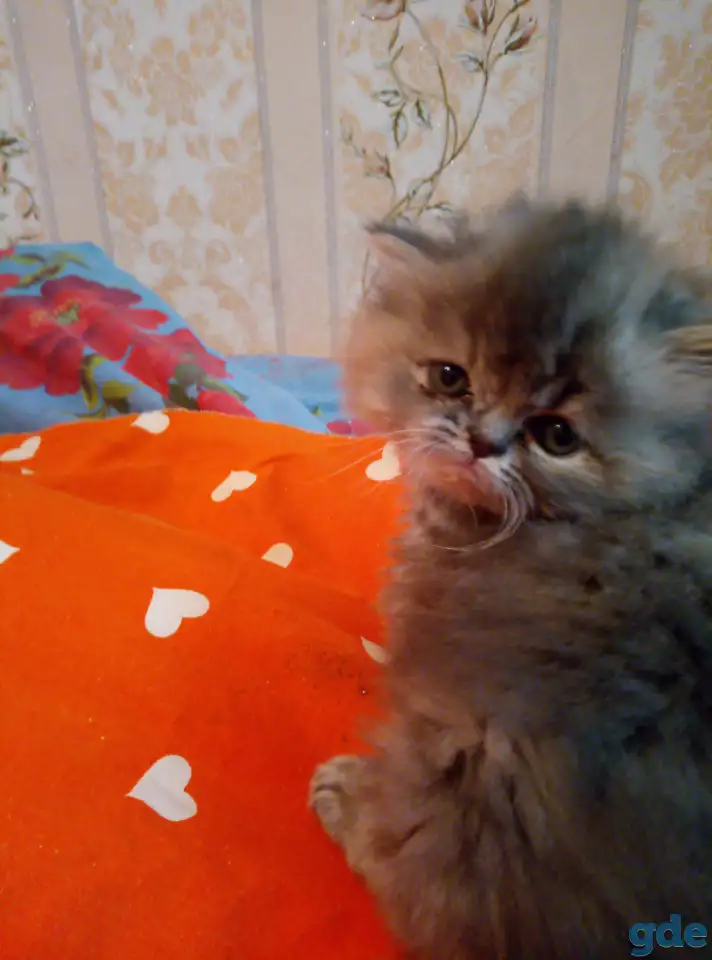 Экзотические плюшевые короткошетстные мраморные котята, фотография 4
