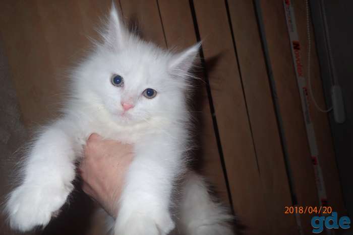 Котята породы Мейн Кун, фотография 2