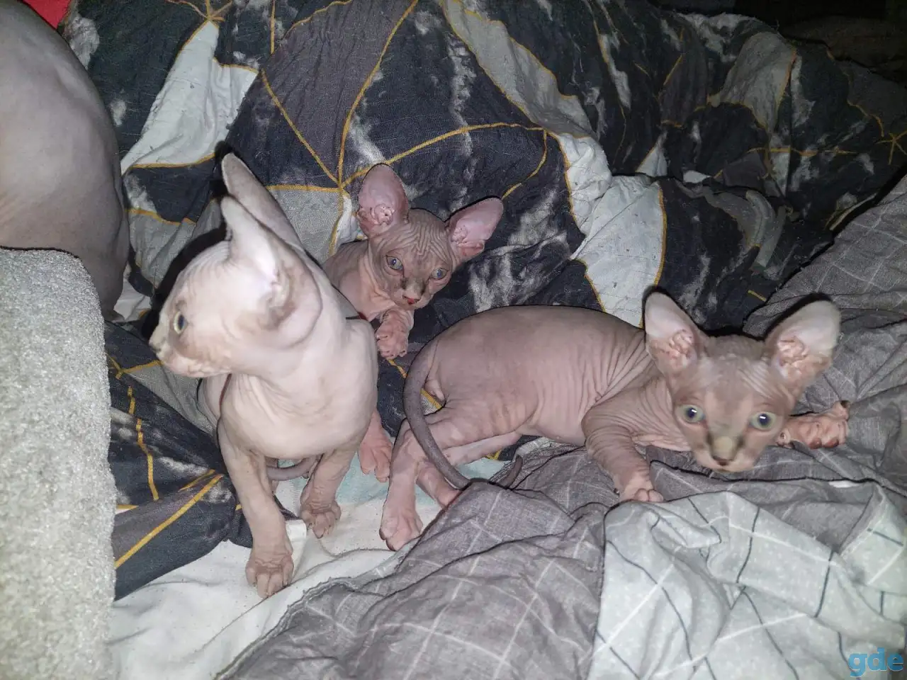 Продаются котята, фотография 4