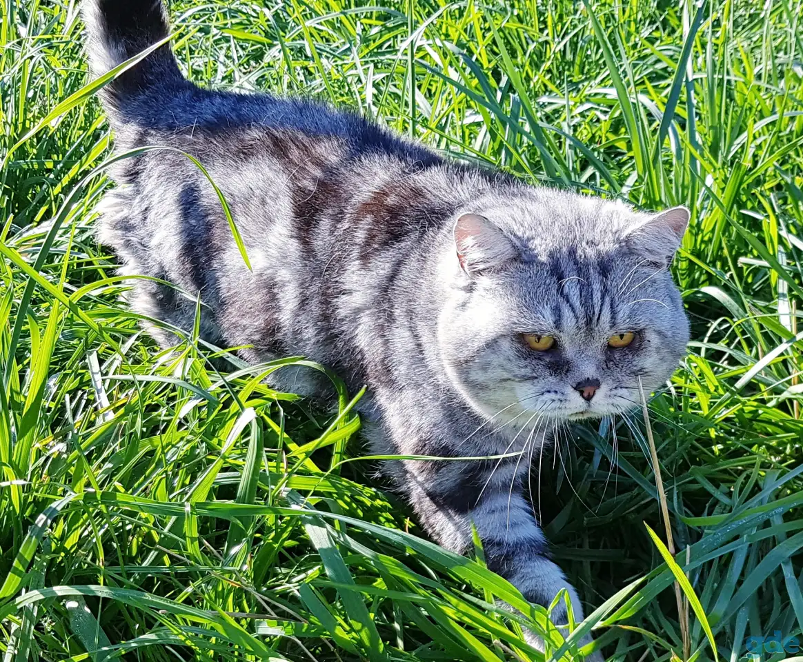 Шотландский кот,вязка., фотография 1