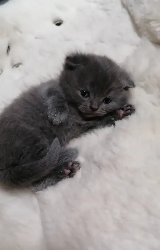 Котята вислоухие шотландские, фотография 2