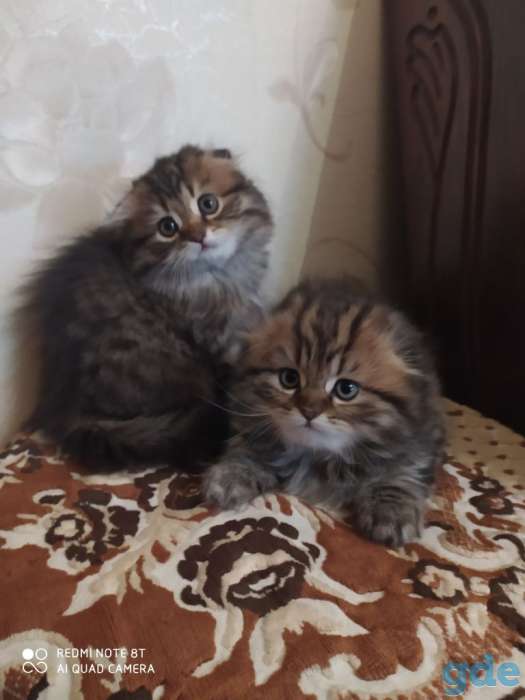 Шотландские котята Хайлендеры от  правильной вязки,родились1.05,мальчик и девочка,,кушают  хорошо к лотку приучены., фотография 1